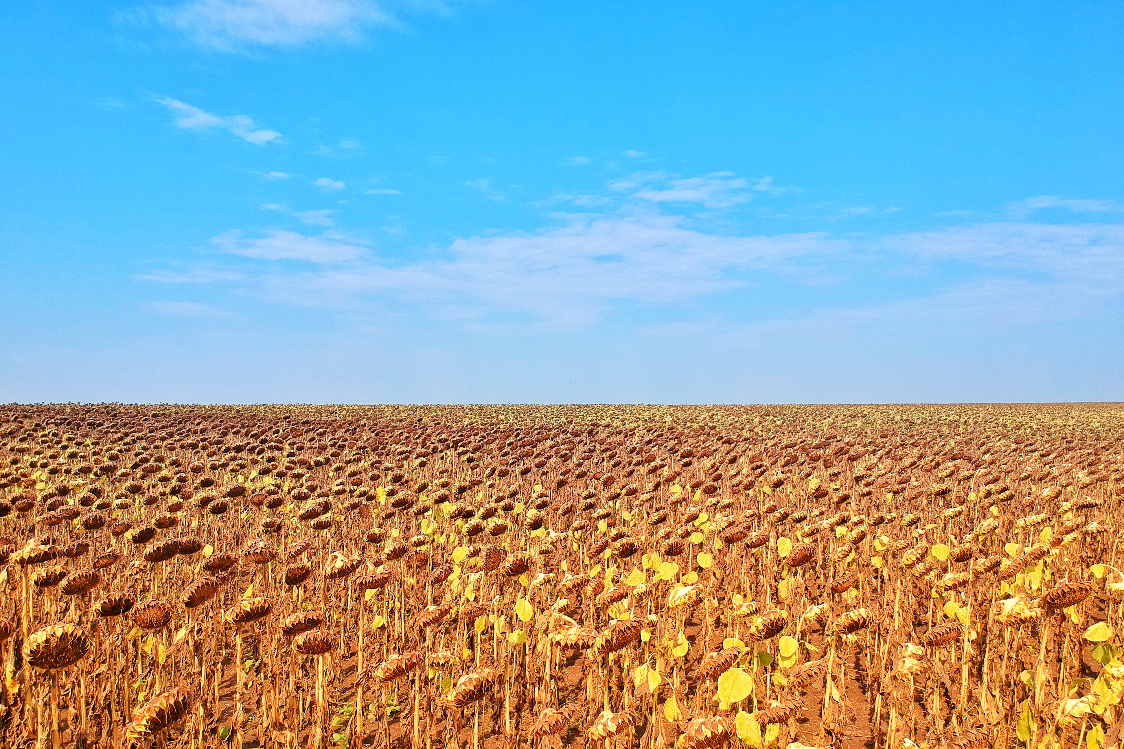 שדה חמניות ליד קראיובה